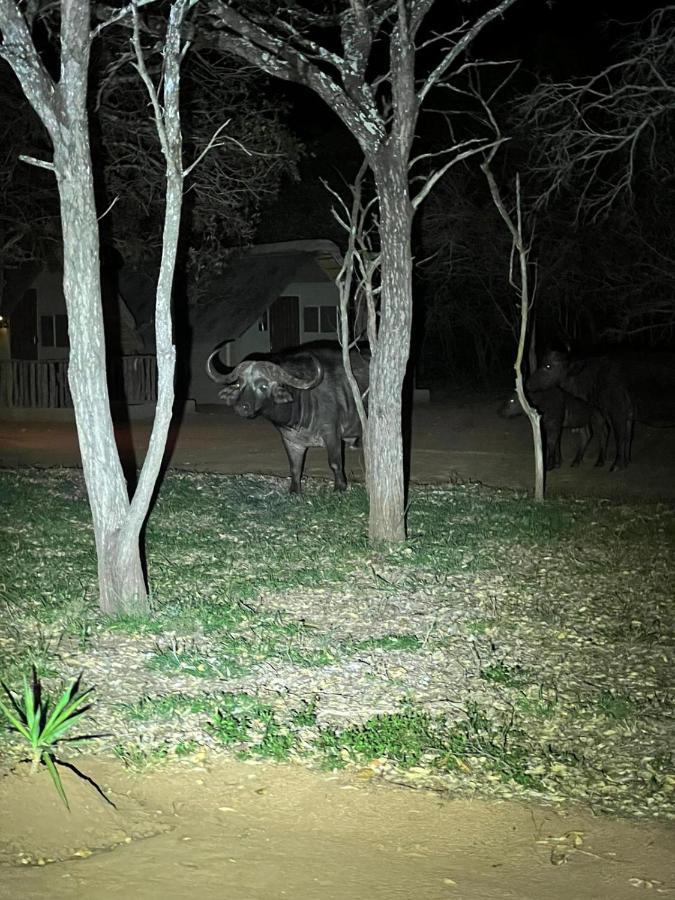 Wild Ride Safaris And Bush Camp Villa Hoedspruit Buitenkant foto