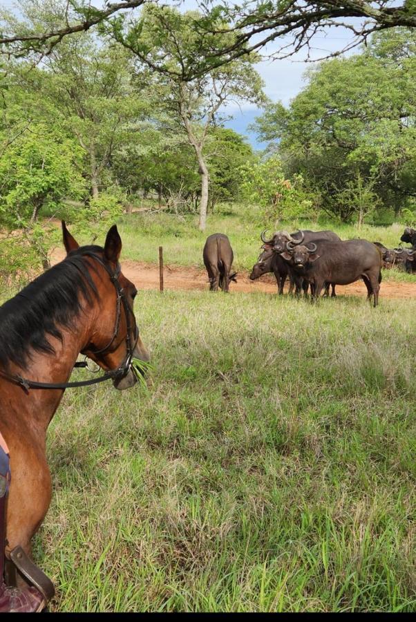Wild Ride Safaris And Bush Camp Villa Hoedspruit Buitenkant foto